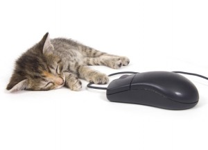 kitten with computer mouse